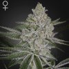 Green House Seed - Shishka Lemonade 3 kusy - semená neobsahujú THC
