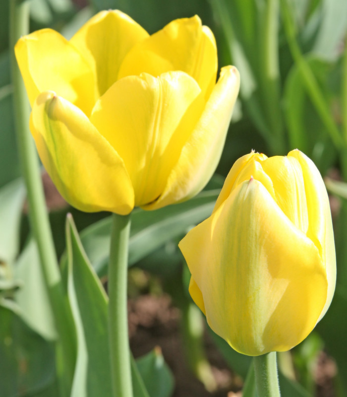 Tulipán Golden Apeldoorn - Tulipa - cibuľoviny - 3 ks