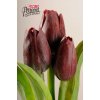 Kristian Samson Tulipán kus 40cm tmavobordový F244-R5 - Umelé kvety