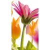Samolepiace fototapety Dimex Gerbera 95 x 210 cm D011 (Fototapeta na dvere)