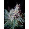 Sweet Seeds Cream Caramel – feminizovaná semínka 3ks Sweet Seeds neobsahuje THC 3 semena
