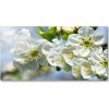 Foto obraz akryl do obývačky Kvet višne 100x50 cm