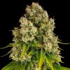 Barney´s Farm - Cheese Auto 5 ks - Semená neobsahujú THC.