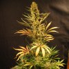 Mr. Nice Holy Smoke regular semena neobsahují THC 15 ks