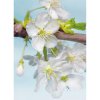 Komar Vliesová fototapeta Blossom rozměry 184 x 248 cm