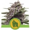 Royal Queen seeds Royal Gorilla Automatic neobsahují THC 3 ks