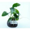 Anubias na kokosu