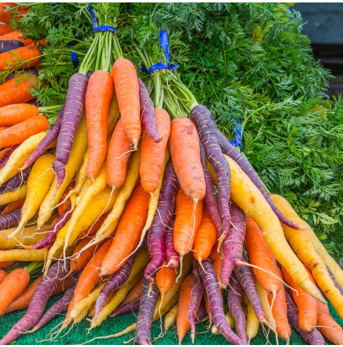 Mrkva letná Rainbow F1 - Daucus carota - semená - 50 ks