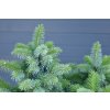 Picea sitchensis ´ Tenas ´ Clt.7,5 40-50 cm