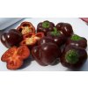 Paprika SWEET CHOCOLATE semená 0,5 g