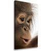 Vertikálny foto obraz na plátne Mladý orangutan 50x100 cm