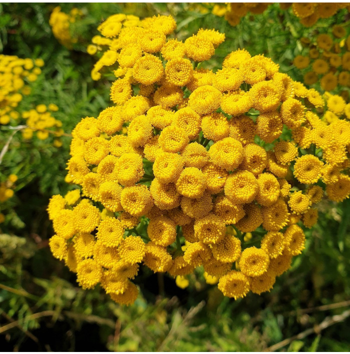 Vratič obyčajný - Tanacetum vulgare - semená - 300 ks