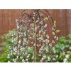 Vŕba rakytová Kilmarnock Pendula na kmienku 140-150 cm, kont. 5 l