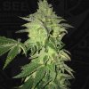 T.H.Seeds™ Cannabis Seeds Shiloh Z, 5+1 Pack, feminizované