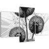 Obraz púpav (Obraz 90x60cm)