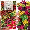 Koleus Rainbow semená mix farebné listy chameleon do záhrady 400 semien