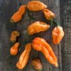Chilli Bleeding Jigsaw - Capsicum chinense - semená – 7 ks