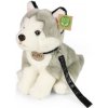Rappa Plyšový pes husky sediaci s vodítkom 28 cm ECO-FRIENDLY