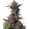Fastbuds - Tropicanna Cookies FF 10 ks - Semená neobsahujú THC.