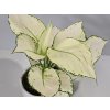 Aglaonema White Joy