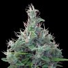 Ace Seeds - Lebanese regular 10 ks - Semená neobsahujú THC