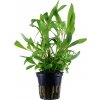 Hygrophila corymbosa “Siamensis”