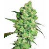 White Label Super Skunk regular semena neobsahují THC 10 ks