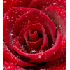 Dimex fototapeta MS-3-0138 Červená ruža 225 x 250 cm