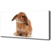 Foto obraz na plátne Červený králik 100x50 cm