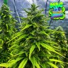 Tastebudz - MAC Muffin 1 ks - Semená neobsahujú THC