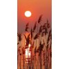 Samolepiace fototapety Dimex Reed on the Lake 95 x 210 cm D013 (Fototapeta na dvere)