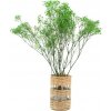 Stabilizované kvety Gypsophila - zelená