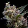 Genehtik - Kritikal Bilbo 1 ks - Semená neobsahujú THC