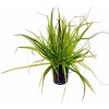 Blyxa Japonica