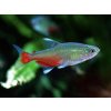 Aquascaperi Tetra Rathbunova – Aphyocharax rathbuni