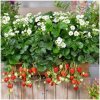 Jahodník Summer Breeze Snow F1 - Fragaria - semená jahodníka - 10 ks