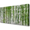 Obraz na plátne Breza les stromy príroda 100x50 cm