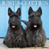 Scotties 2026 12 X 12 Wall Calendar (Kalendár)