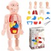 ANATOMICKÝ MODEL ĽUDSKÉHO TELA PANÁČIK TELO ČLOVEKA ĽUDSKÉ ORGÁNY