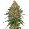 White Label White Cheese semena neobsahují THC 5 ks