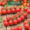 Premium Seeds paradajka Cherrola F1 stredne vysoká cherry typ 0,1 g