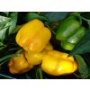 Paprika Garnet F1 - Capsicum annuum - Semiačka - 10 ks