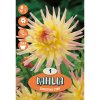 Kvetinová cibuľka Kaktusová Georgína (Dahlia) 
