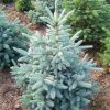 Smrek pichľavý, strieborný smrek, Picea pungens výška do 50 cm