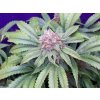 Mr. Nice G13 x Widow 18 ks standardizovaná semínka Mr. Nice neobsahuje THC nan
