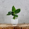 Musa Acuminata Banánovník baby