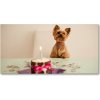 Foto-obraz na skle Pes s tortou 100x50 cm