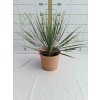 Yucca rostrata v celkovej výške 50-60 cm
