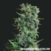 Kalashnikov Seeds - Kalashnikov Original 3 ks - Semená neobsahujú THC