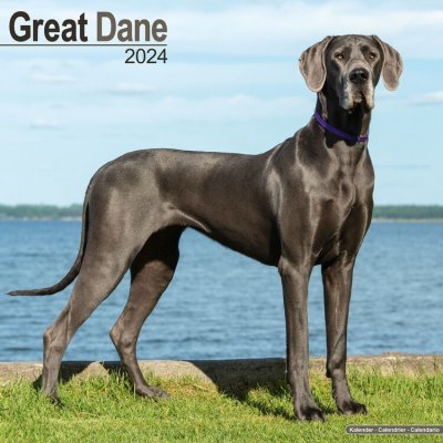 Great Dane Dänische Dogge 16-Monats 2024